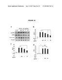 MONOCLONAL ANTIBODIES THAT INHIBIT THE Wnt SIGNALING PATHWAY AND METHODS     OF PRODUCTION AND USE THEREOF diagram and image