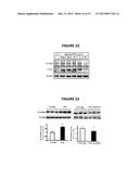 MONOCLONAL ANTIBODIES THAT INHIBIT THE Wnt SIGNALING PATHWAY AND METHODS     OF PRODUCTION AND USE THEREOF diagram and image