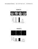 MONOCLONAL ANTIBODIES THAT INHIBIT THE Wnt SIGNALING PATHWAY AND METHODS     OF PRODUCTION AND USE THEREOF diagram and image