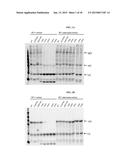 ANTIBODIES COMPRISING MULTIPLE SITE-SPECIFIC NON-NATURAL AMINO ACID     RESIDUES, METHODS OF THEIR PREPARATION AND METHODS OF THEIR USE diagram and image