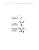 ANTIBODIES COMPRISING MULTIPLE SITE-SPECIFIC NON-NATURAL AMINO ACID     RESIDUES, METHODS OF THEIR PREPARATION AND METHODS OF THEIR USE diagram and image