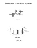 CYSTEINE ENGINEERED ANTIBODIES AND CONJUGATES diagram and image