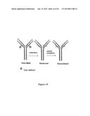 CYSTEINE ENGINEERED ANTIBODIES AND CONJUGATES diagram and image