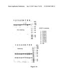 CYSTEINE ENGINEERED ANTIBODIES AND CONJUGATES diagram and image