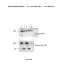 CYSTEINE ENGINEERED ANTIBODIES AND CONJUGATES diagram and image