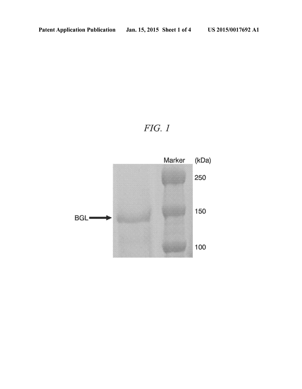 BETA-GLUCOSIDASE - diagram, schematic, and image 02