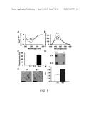 CONFORMATIONAL-SWITCHING FLUORESCENT PROTEIN PROBE FOR DETECTION OF ALPHA     SYNUCLEIN OLIGOMERS diagram and image