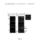 CONFORMATIONAL-SWITCHING FLUORESCENT PROTEIN PROBE FOR DETECTION OF ALPHA     SYNUCLEIN OLIGOMERS diagram and image