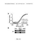 CONFORMATIONAL-SWITCHING FLUORESCENT PROTEIN PROBE FOR DETECTION OF ALPHA     SYNUCLEIN OLIGOMERS diagram and image