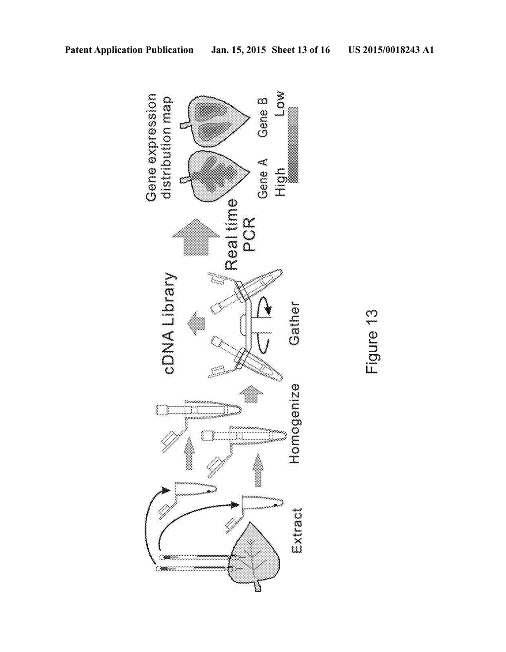 Plant Tissue Sampling Method and Plant Gene Analysis Method - diagram, schematic, and image 14