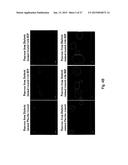 COMPOSITIONS AND METHODS OF USING PROISLET PEPTIDES AND ANALOGS THEREOF diagram and image