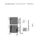 COMPOSITIONS AND METHODS OF USING PROISLET PEPTIDES AND ANALOGS THEREOF diagram and image