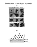 INDUCERS OF HEMATOPOIESIS AND FETAL GLOBIN PRODUCTION FOR TREATMENT OF     CYTOPENIAS AND HEMOGLOBIN DISORDERS diagram and image