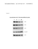 COMPOSITIONS COMPRISING NDGA DERIVATIVES AND SORAFENIB AND THEIR USE IN     TREATMENT OF CANCER diagram and image