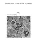 SIRTUIN INDUCER, TISSUE REPAIRING AGENT, HEPATOCYTE GROWTH FACTOR INDUCER,     TISSUE HOMEOSTASIS MAINTENANCE AGENT, AND TLR4 AGONIST, HAVING HYALURONIC     ACID FRAGMENT AS ACTIVE INGREDIENT diagram and image