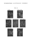 SIRTUIN INDUCER, TISSUE REPAIRING AGENT, HEPATOCYTE GROWTH FACTOR INDUCER,     TISSUE HOMEOSTASIS MAINTENANCE AGENT, AND TLR4 AGONIST, HAVING HYALURONIC     ACID FRAGMENT AS ACTIVE INGREDIENT diagram and image