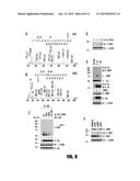 3B-HYDROXYSTEROID DEHYDROGENASE IN STEROID-DEPENDENT DISEASE diagram and image