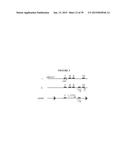 COMPOUNDS FOR THE TREATMENT OF PATHOLOGIES ASSOCIATED WITH AGING AND     DEGENERATIVE DISORDERS diagram and image