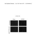 COMPOUNDS FOR THE TREATMENT OF PATHOLOGIES ASSOCIATED WITH AGING AND     DEGENERATIVE DISORDERS diagram and image