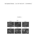 COMPOUNDS FOR THE TREATMENT OF PATHOLOGIES ASSOCIATED WITH AGING AND     DEGENERATIVE DISORDERS diagram and image