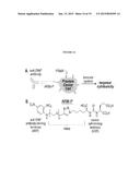 CHIMERIC SMALL MOLECULES FOR THE RECRUITMENT OF ANTIBODIES TO CANCER CELLS diagram and image