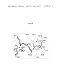 CHIMERIC SMALL MOLECULES FOR THE RECRUITMENT OF ANTIBODIES TO CANCER CELLS diagram and image