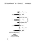 METHOD FOR PROMOTING ANGIOGENESIS, VASCULARIZATION OR VESSEL REPAIR OR FOR     INHIBITING TUMOR ANGIOGENESIS diagram and image