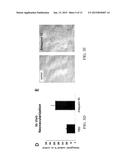 METHOD FOR PROMOTING ANGIOGENESIS, VASCULARIZATION OR VESSEL REPAIR OR FOR     INHIBITING TUMOR ANGIOGENESIS diagram and image