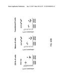 NON-HUMAN ANIMALS WITH MODIFIED IMMUNOGLOBULIN HEAVY CHAIN SEQUENCES diagram and image