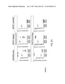 NON-HUMAN ANIMALS WITH MODIFIED IMMUNOGLOBULIN HEAVY CHAIN SEQUENCES diagram and image