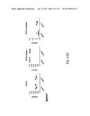 NON-HUMAN ANIMALS WITH MODIFIED IMMUNOGLOBULIN HEAVY CHAIN SEQUENCES diagram and image