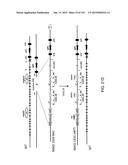 NON-HUMAN ANIMALS WITH MODIFIED IMMUNOGLOBULIN HEAVY CHAIN SEQUENCES diagram and image