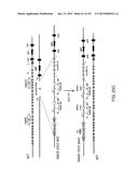 NON-HUMAN ANIMALS WITH MODIFIED IMMUNOGLOBULIN HEAVY CHAIN SEQUENCES diagram and image