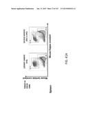 NON-HUMAN ANIMALS WITH MODIFIED IMMUNOGLOBULIN HEAVY CHAIN SEQUENCES diagram and image