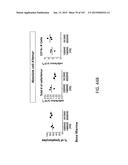 NON-HUMAN ANIMALS WITH MODIFIED IMMUNOGLOBULIN HEAVY CHAIN SEQUENCES diagram and image