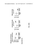 NON-HUMAN ANIMALS WITH MODIFIED IMMUNOGLOBULIN HEAVY CHAIN SEQUENCES diagram and image