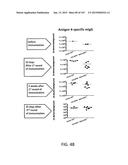 NON-HUMAN ANIMALS WITH MODIFIED IMMUNOGLOBULIN HEAVY CHAIN SEQUENCES diagram and image