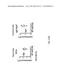 NON-HUMAN ANIMALS WITH MODIFIED IMMUNOGLOBULIN HEAVY CHAIN SEQUENCES diagram and image