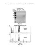 HIBISCUS CANNABINUS FERULOYL-COA:MONOLIGNOL TRANSFERASE diagram and image