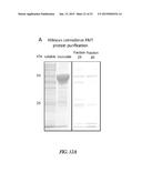 HIBISCUS CANNABINUS FERULOYL-COA:MONOLIGNOL TRANSFERASE diagram and image