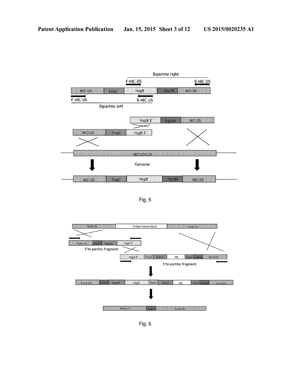 RASAMSONIA TRANSFORMANTS - diagram, schematic, and image 04