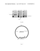 RASAMSONIA TRANSFORMANTS diagram and image