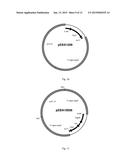 RASAMSONIA TRANSFORMANTS diagram and image