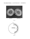 RASAMSONIA TRANSFORMANTS diagram and image