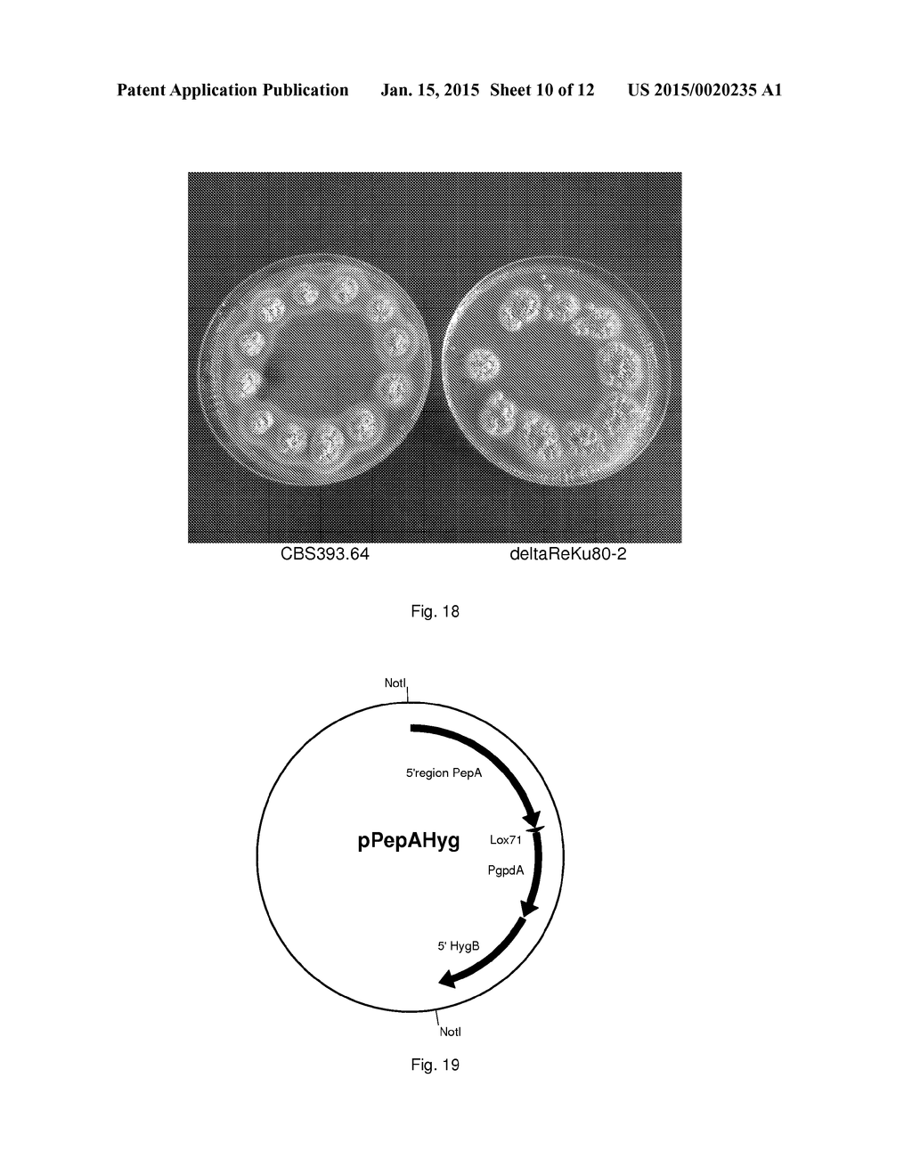 RASAMSONIA TRANSFORMANTS - diagram, schematic, and image 11