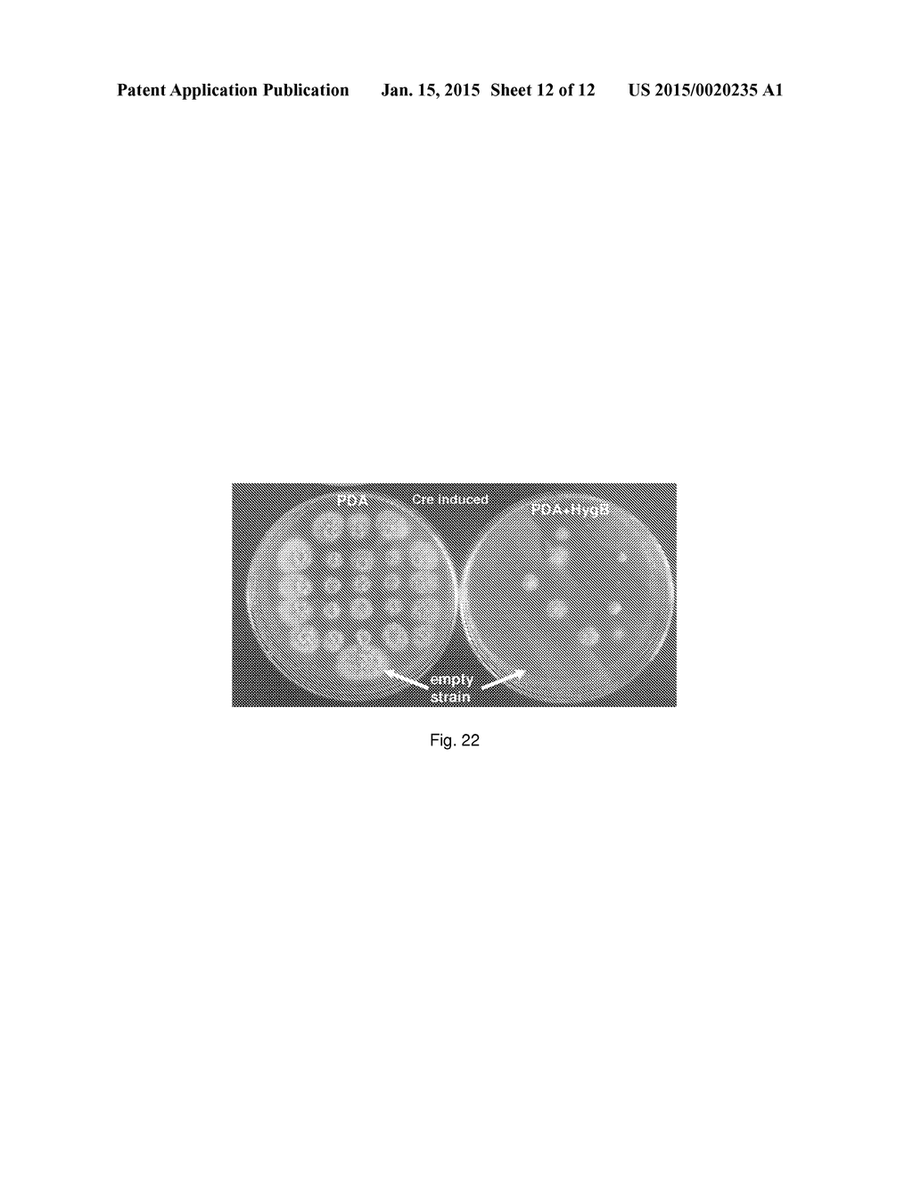 RASAMSONIA TRANSFORMANTS - diagram, schematic, and image 13