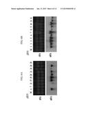 Plant producing human enterokinase light chain protein and uses thereof diagram and image