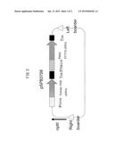 TORENIA-ORIGINATED PROMOTER CAPABLE OF ACTING IN PETALS diagram and image