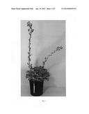 Echeveria Plant named  Ecraq03-0  diagram and image