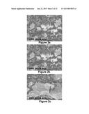 MARTENSITIC STEELS WITH 1700 TO 2200 MPA TENSILE STRENGTH diagram and image